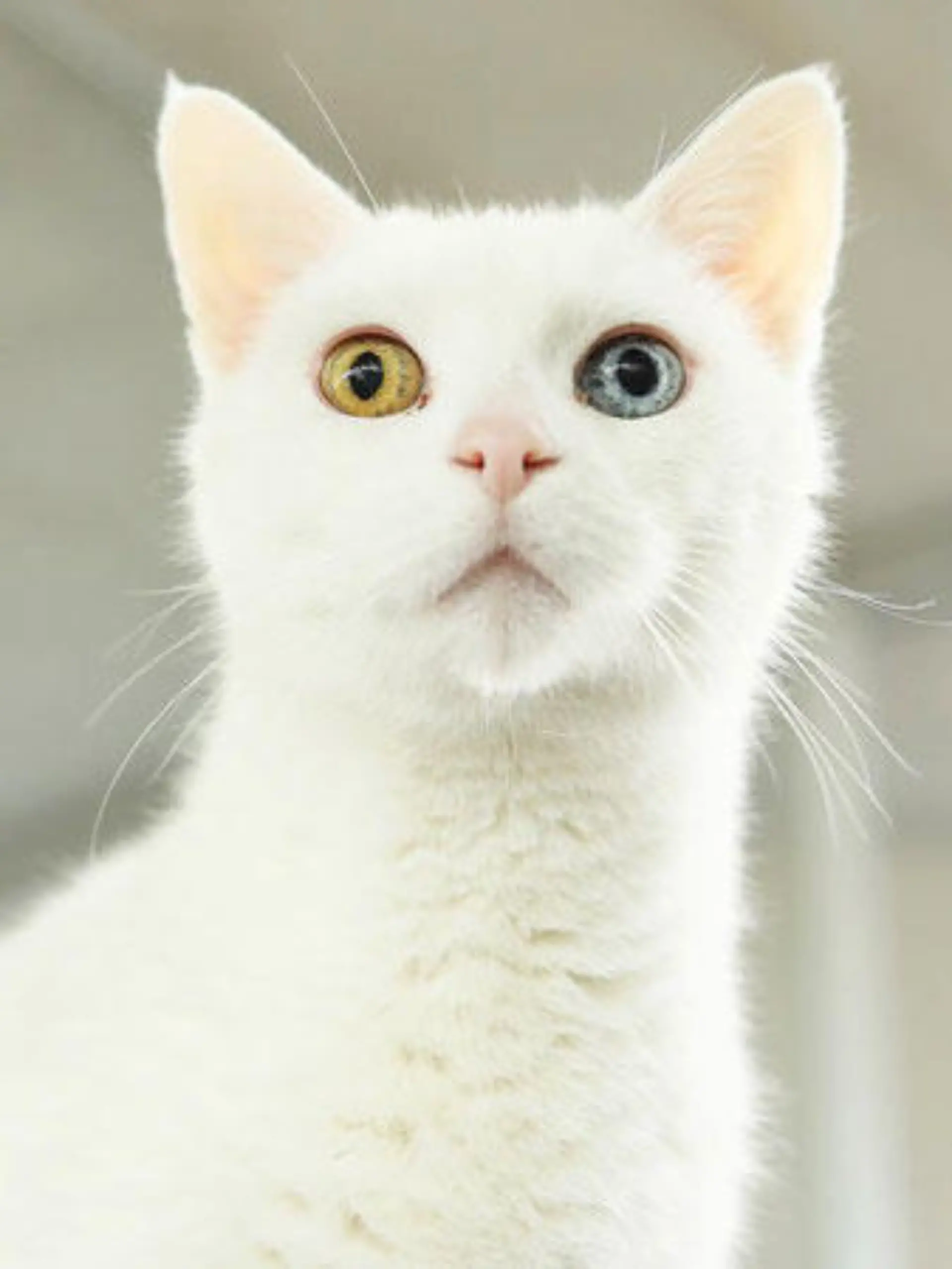 Kater Merlin ist sehr verschmust und braucht unbedingt Freigang.