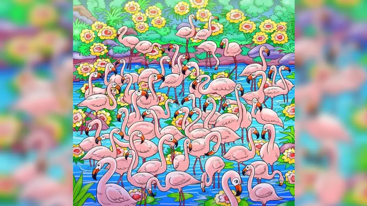Suchbild Flamingos