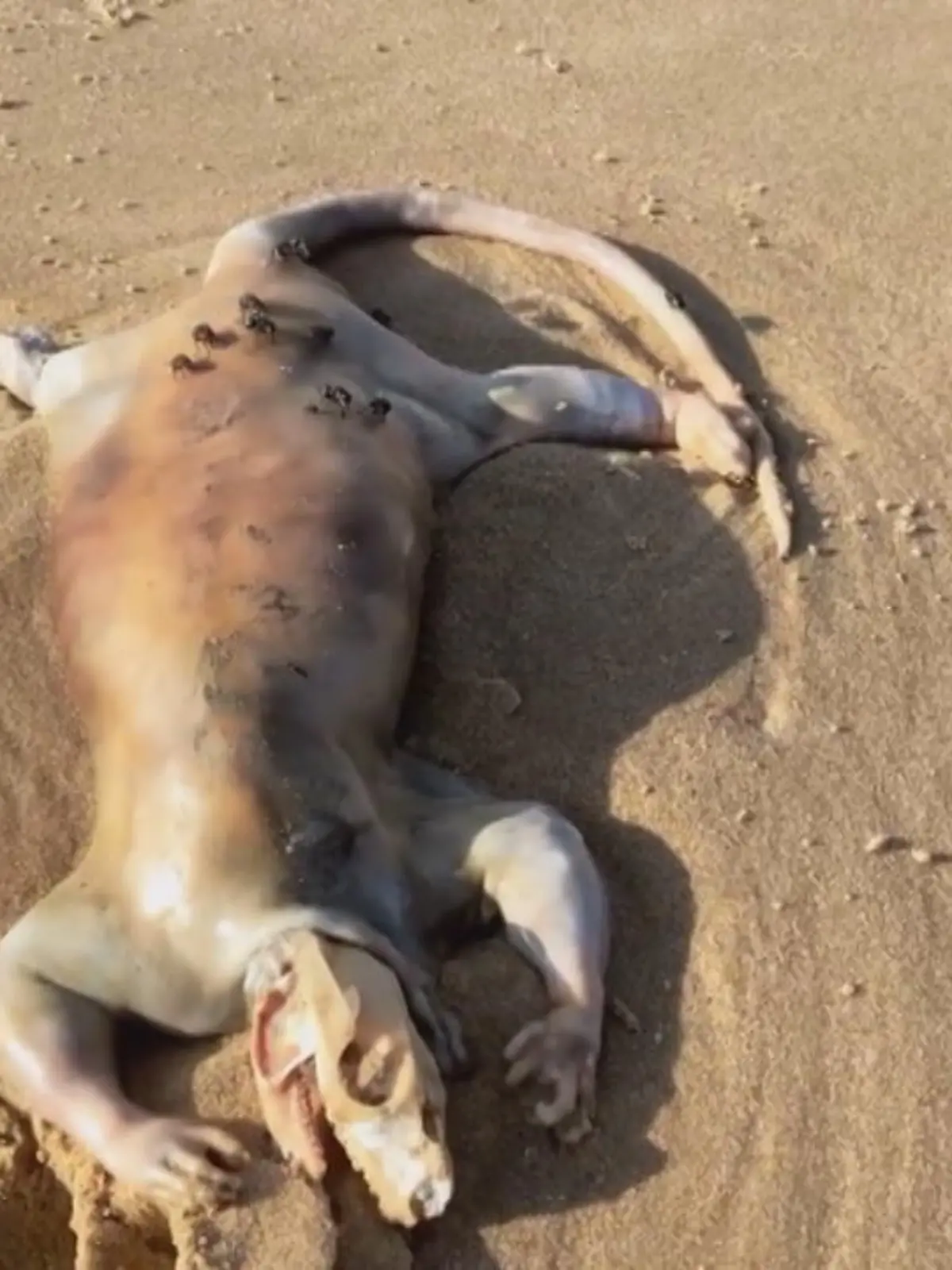 WAS IST DAS? Auf jeden Fall etwas, das man nicht morgens früh am Strand erwartet. Ein Spaziergänger fand diese mysteriöse Kreatur an der Sunshine Coast und die sieht aus wie ein Alien…