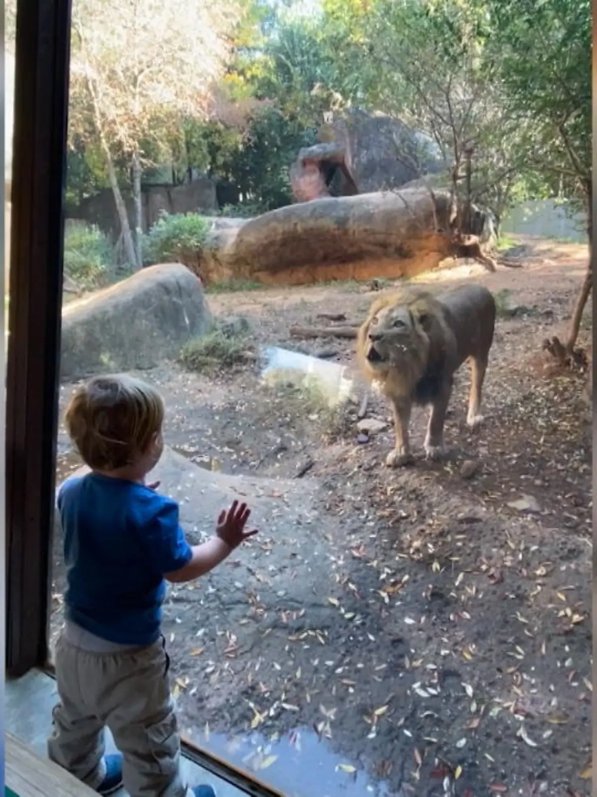 Diesen Moment wird der kleine Jackson wohl nie wieder vergessen! Zu seinem zweiten Geburtstag sind er und seine Mutter Ashley nämlich in den Zoo von Atlanta in den USA gefahren. Dort gibt es neben Affen, Krokodilen und Vögeln auch ein Löwengehege, vor dem sich Szenen wie aus dem „Dschungelbuch“ abspielen.
