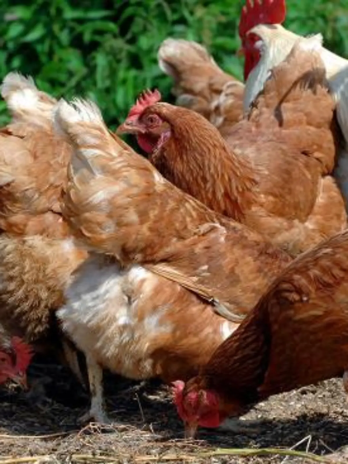 Auf dem Biolandbetrieb des Kräuter- und Tierhofes der format gGmbH im brandenburgischen Neuendorf im Sande suchen am Montag (22.08.2005) Freilandhühner nach Nahrung. Bundesverbraucherministerin Renate Künast (Grüne) hält ein vorgezogenes Verbot der Freilandhaltung für Geflügel bei einer akuten Gefahr durch die Vogelgrippe für denkbar. "Angestrebt ist es für Mitte September", sagte eine Ministeriumssprecherin am Montag in Berlin. Künast behalte sich aber den Zeitpunkt je nach der Situation vor und stimme sich dazu mit Wissenschaftlern ab. Die Bundesländer haben bis zum Donnerstag (25.08.2005) für ihre Rückmeldung zu dem geplanten Verbot Zeit. An dem Tag kommen auch EU-Experten in Brüssel zur Beratung über das weitere Vorgehen zusammen. Foto: Patrick Pleul dpa/lbn (zu dpa 0340 vom 22.08.2005) +++(c) dpa - Bildfunk+++