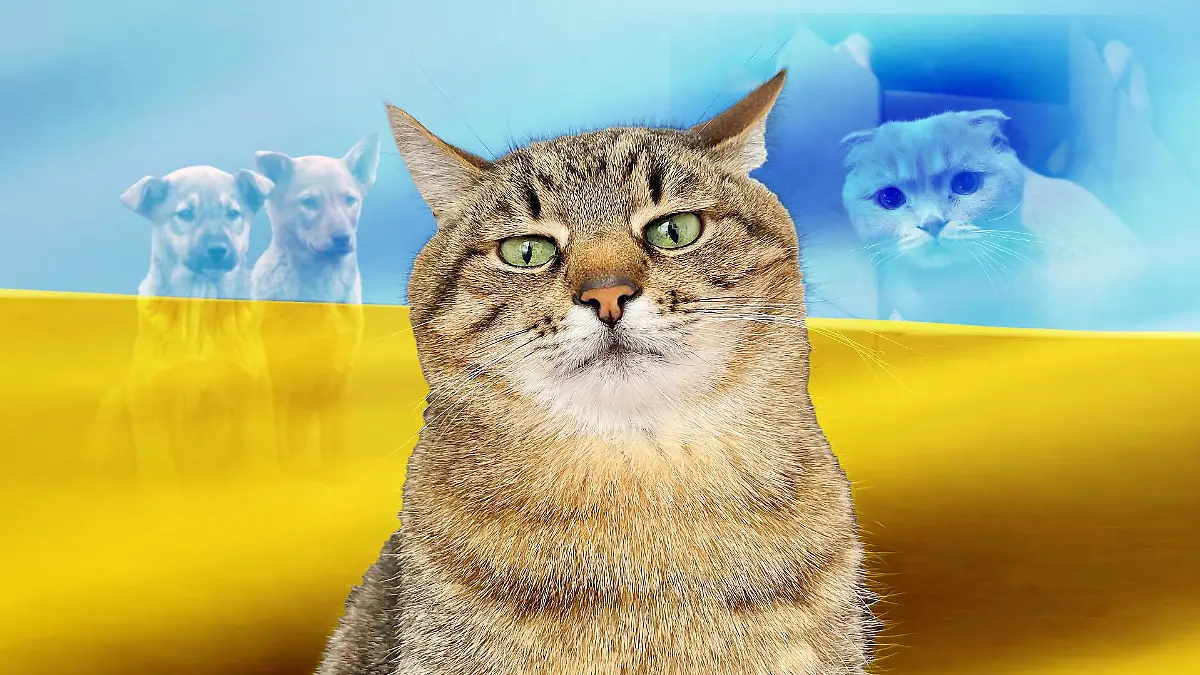 Kater Stepan ist ein Star im Netz.