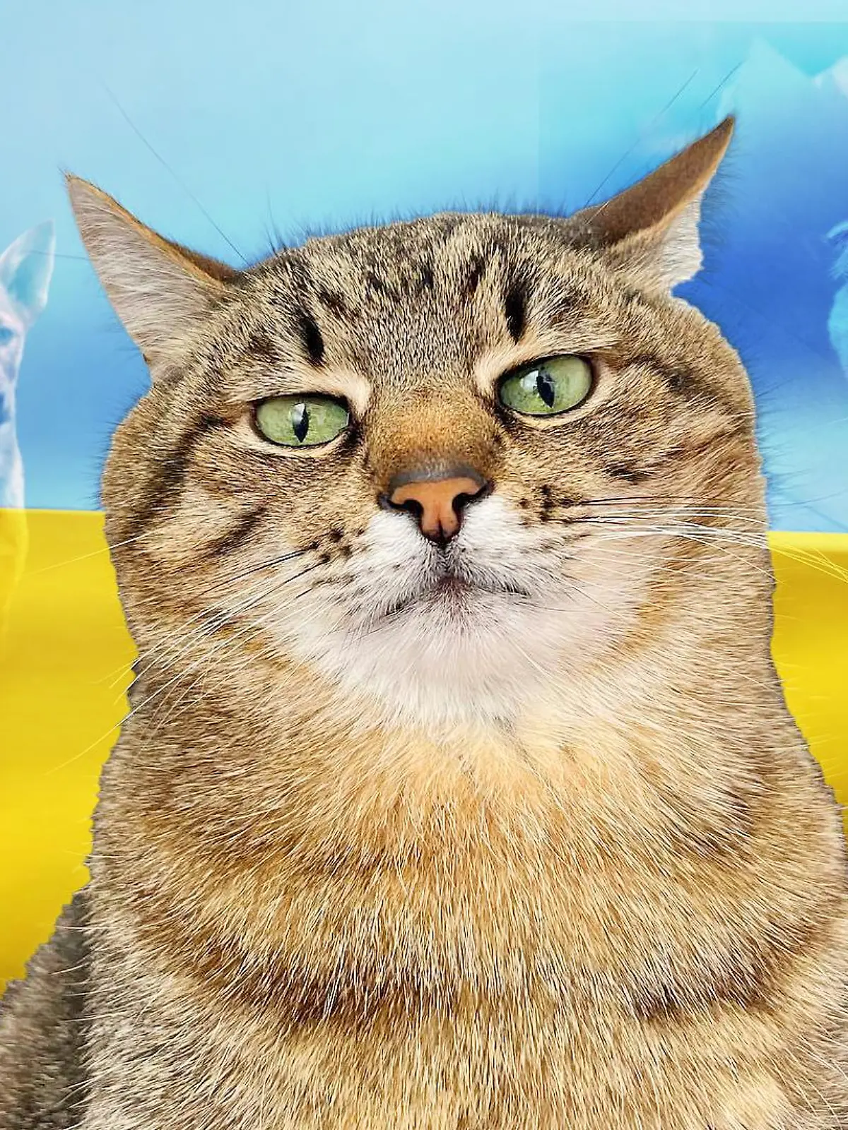 Kater Stepan ist ein Star im Netz.