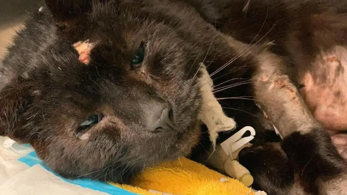 Buddy kämpft nach Biss-Attacke um sein Leben. Jugendliche hetzten Hunde auf den Kater