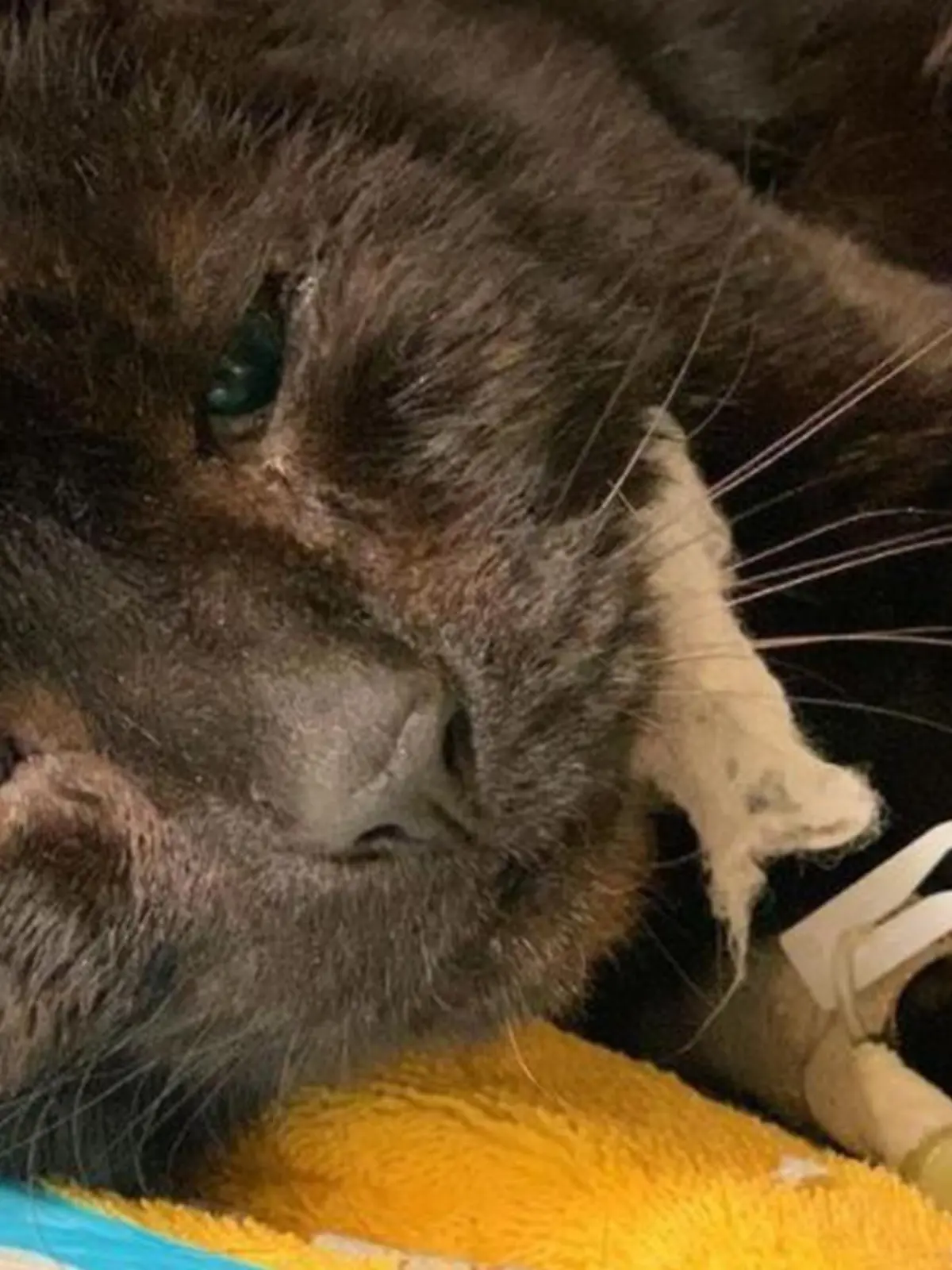 Buddy kämpft nach Biss-Attacke um sein Leben. Jugendliche hetzten Hunde auf den Kater