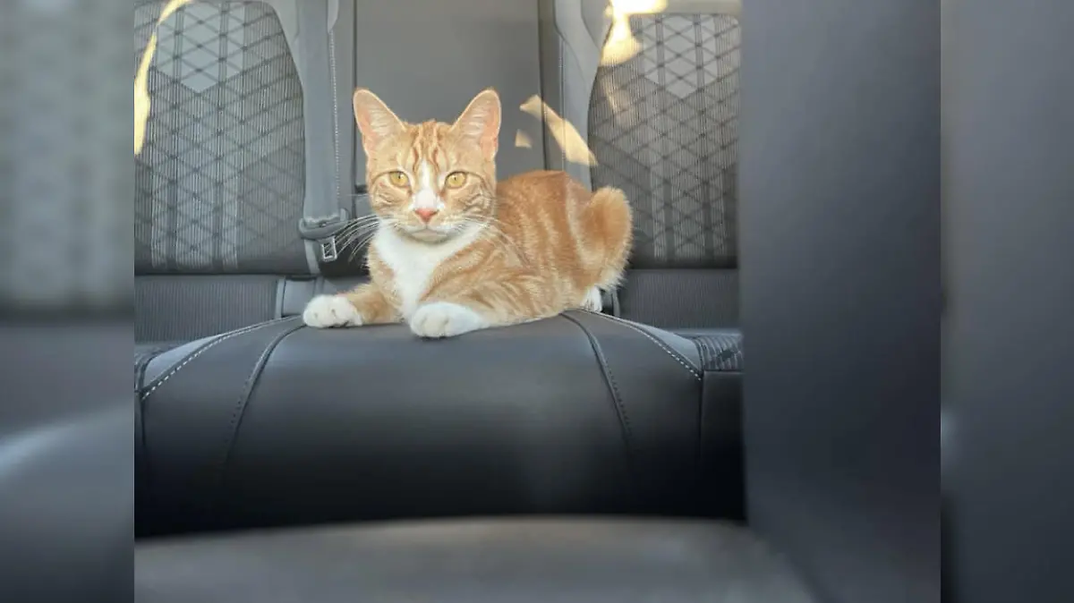 Kater Sox im Auto