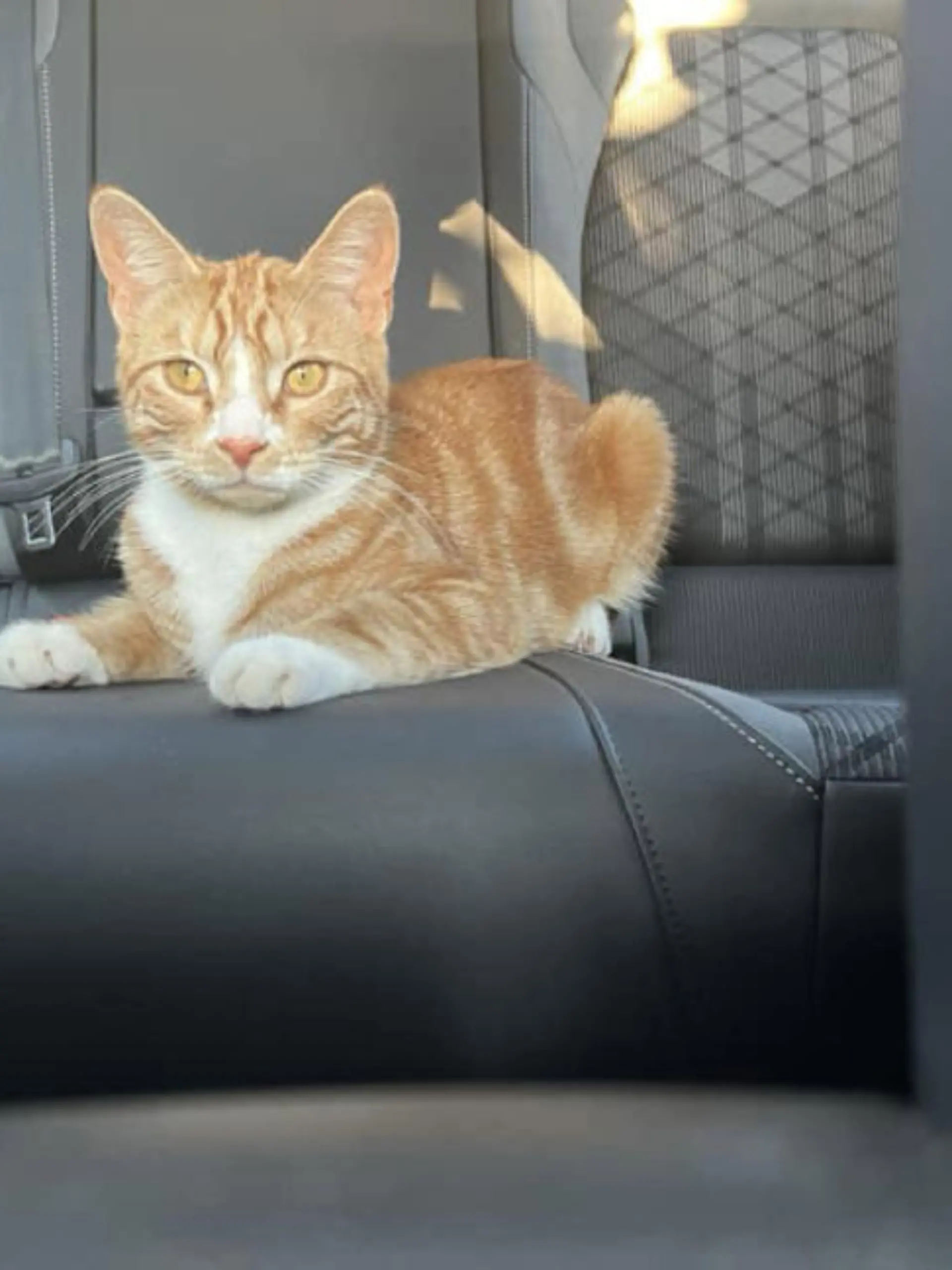 Kater Sox im Auto