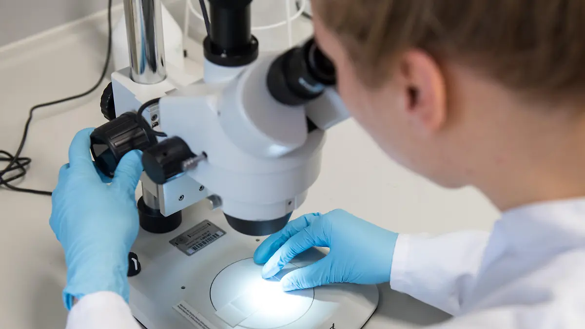 25.09.2019, Hamburg: Eine Wissenschaftliche Mitarbeiterin untersucht im Universitätsklinikum Hamburg Eppendorf (UKE) in einem molekularbiologischen Forschungslabor mit einem Mikroskop Bioproben. Wissenschaftler am UKE wollen über eine detaillierte Analyse des Erbguts mehr über die Ursachen von Herz-Kreislauf-Erkrankungen erfahren. Foto: Daniel Bockwoldt/dpa | Verwendung weltweit