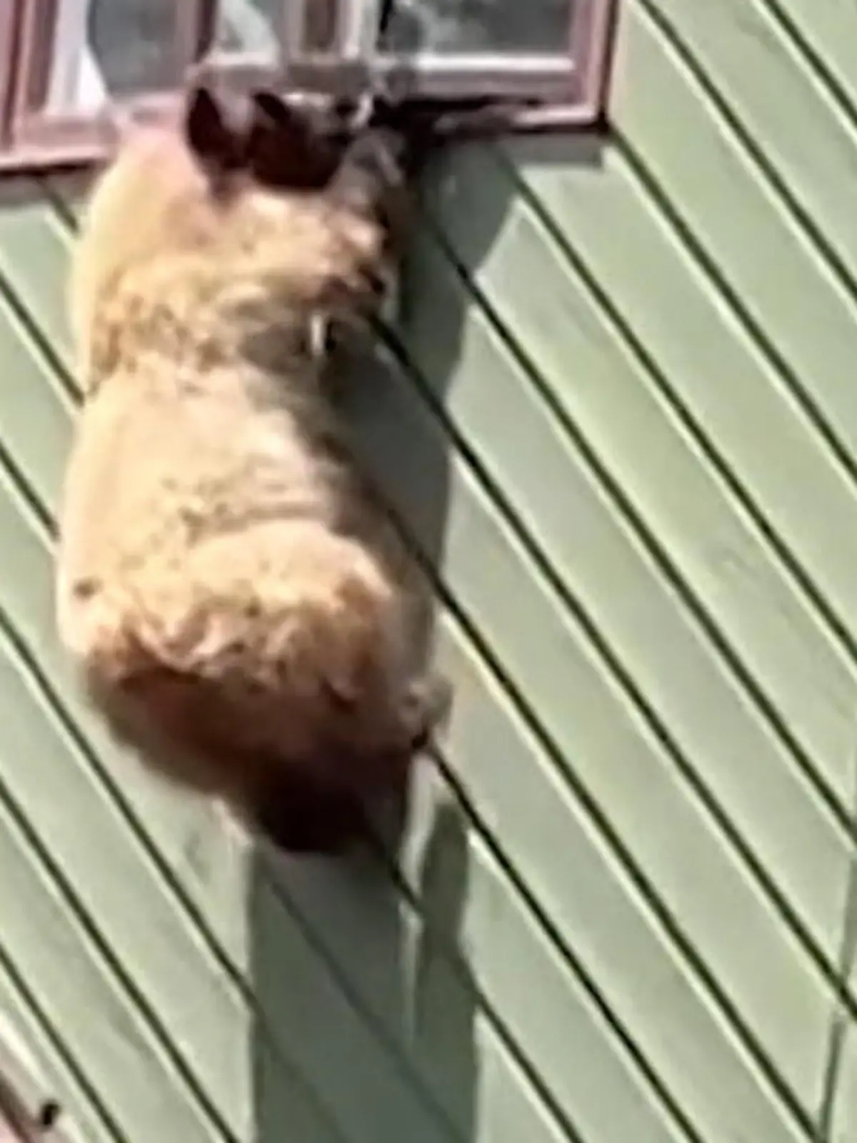 In Colorado ist ein hungriger Bär in ein Haus eingebrochen, hat  sich bis zum ersten Stock hochgearbeitet und versucht dann, aus dem Fenster zu fliehen. Leider macht ihm die Höhe einen Strich durch die Rechnung.