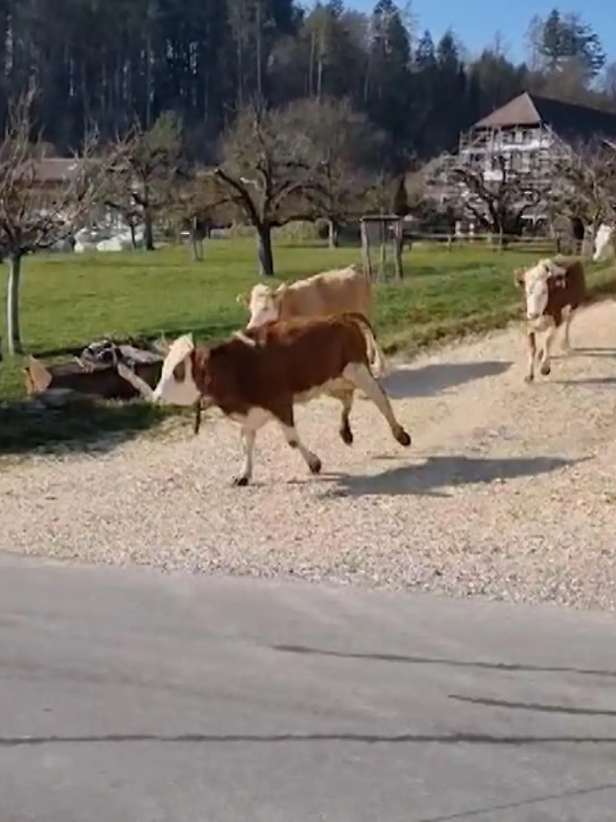 Dieses Video stammt aus der Kategorie „Wohlfühlen“! Landwirt Christian Tüscher aus Bern in der Schweiz zeigt auf seinem Twitter-Account nämlich, wie seine Kühe das erste Mal in diesem Jahr die Weide betreten dürfen.