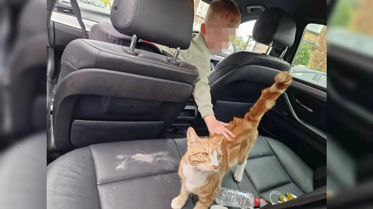 Sox im Wagen von Jacqui O'Connor