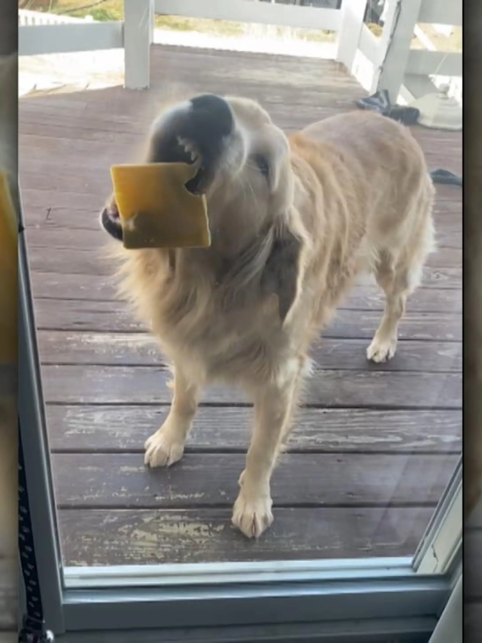 Die Meldung „Sie haben ein Problem mit Windows“ haben vermutlich die meisten schon mal gehört. Für Golden Retriever Harper ist das aber vermutlich das erste Mal. Er hat nur kein Problem mit dem Betriebssystem, sondern mit einem tatsächlichen Fenster.