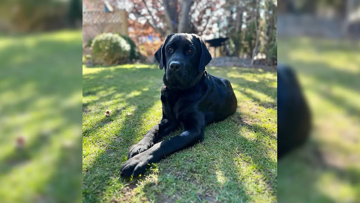 Hund Gunner