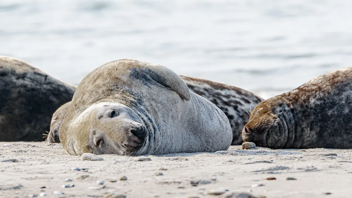 PRODUKTION - 25.03.2022, Schleswig-Holstein, Helgoland: Eine Kegelrobbe liegt am Strand der Helgoland-Düne. Durch unterschiedliche Färbung und unterschiedlichen Glanz lassen sich in der Zeit des Fellwechsels das neue vom alten Fell unterscheiden. (zu dpa "Frühjahr ist Fellwechsel-Zeit - Kegelrobben auf der Helgoländer Düne") Foto: Markus Scholz/dpa +++ dpa-Bildfunk +++