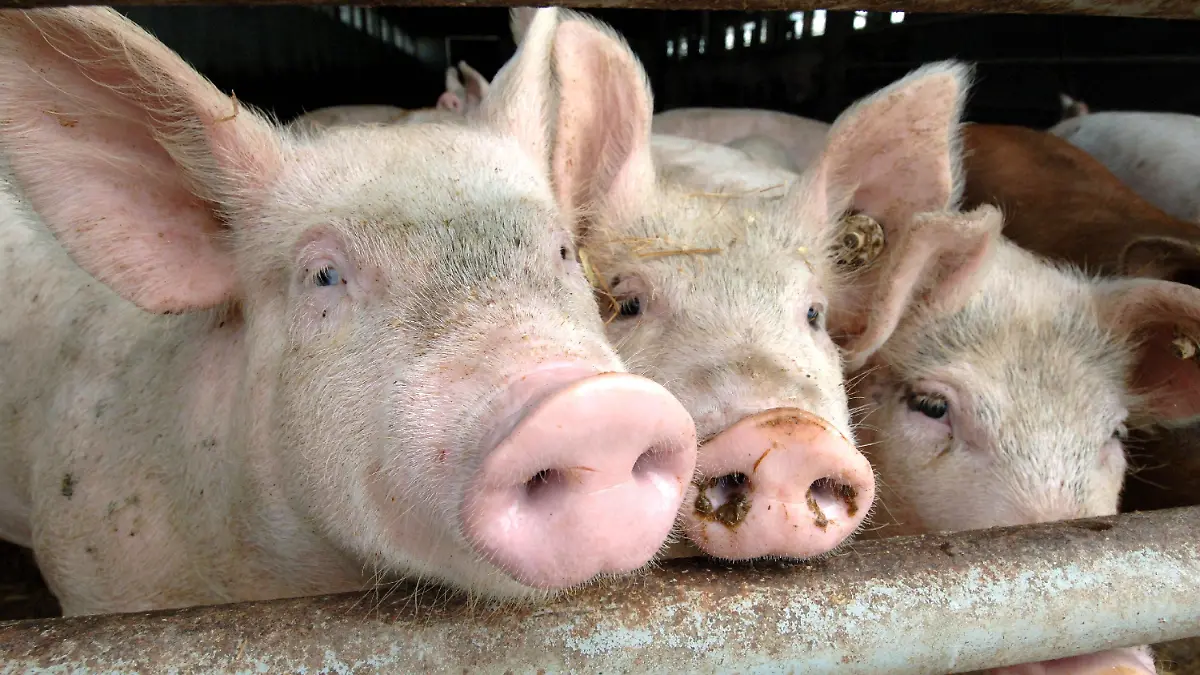ARCHIV - Im Stall eines Bauern in Walkendorf (Kreis Güstrow) schauen Schweine neugierig durch die Gitter (Archivfoto vom 29.07.2005). Das männliche Mastschwein soll künftig weniger leiden. Die qualvolle Kastration während der ersten Lebenswoche soll ihm erspart bleiben. Die ist bisher notwendig, um das Fleisch der Eber genießbar zu machen. Bonner Forscher arbetien derzeit daran, Eber zu züchten, deren Geschlechtshormone solche Gerüche nicht mehr produzieren. Foto: Bernd Wüstneck dpa/lnw (zu lnw-KORR vom 07.06.2009) +++(c) dpa - Bildfunk+++