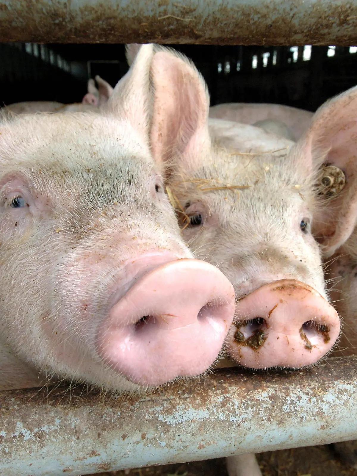 ARCHIV - Im Stall eines Bauern in Walkendorf (Kreis Güstrow) schauen Schweine neugierig durch die Gitter (Archivfoto vom 29.07.2005). Das männliche Mastschwein soll künftig weniger leiden. Die qualvolle Kastration während der ersten Lebenswoche soll ihm erspart bleiben. Die ist bisher notwendig, um das Fleisch der Eber genießbar zu machen. Bonner Forscher arbetien derzeit daran, Eber zu züchten, deren Geschlechtshormone solche Gerüche nicht mehr produzieren. Foto: Bernd Wüstneck dpa/lnw (zu lnw-KORR vom 07.06.2009) +++(c) dpa - Bildfunk+++