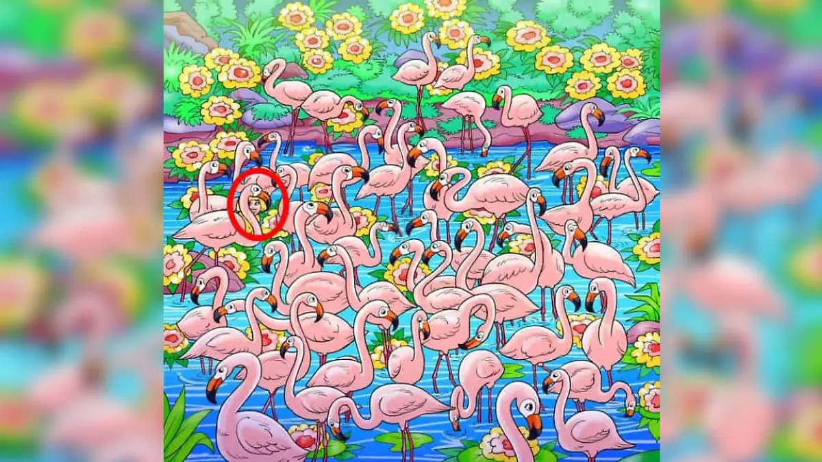 Auflösung Suchbild Flamingos
