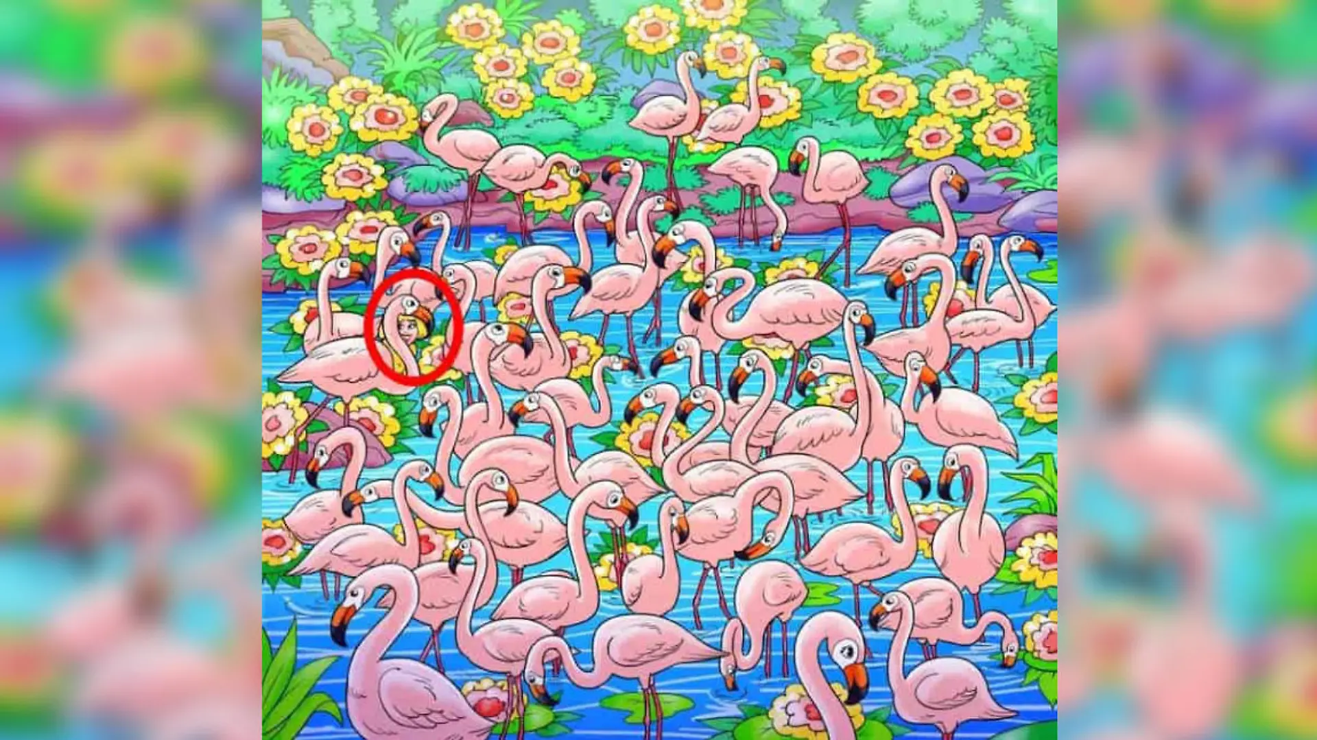 Auflösung Suchbild Flamingos