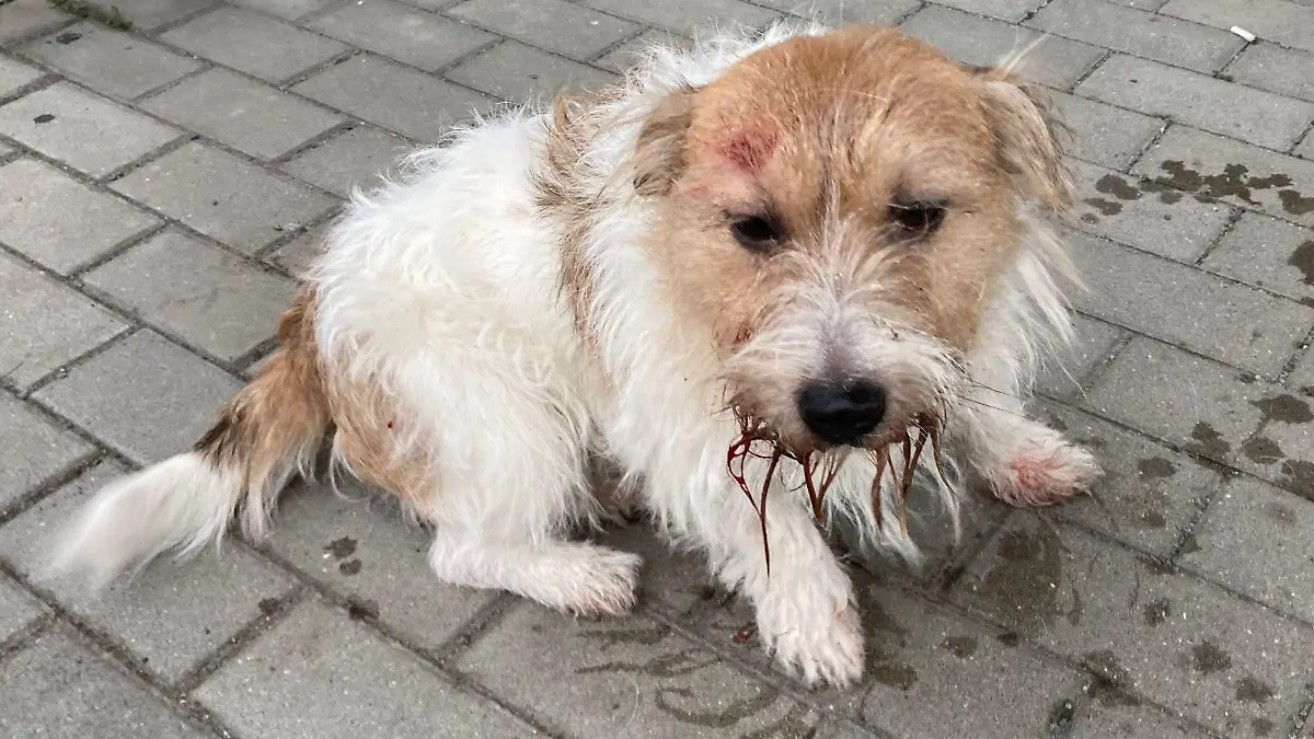 Hund misshandelt! Polizei Leipzig sucht Zeugen