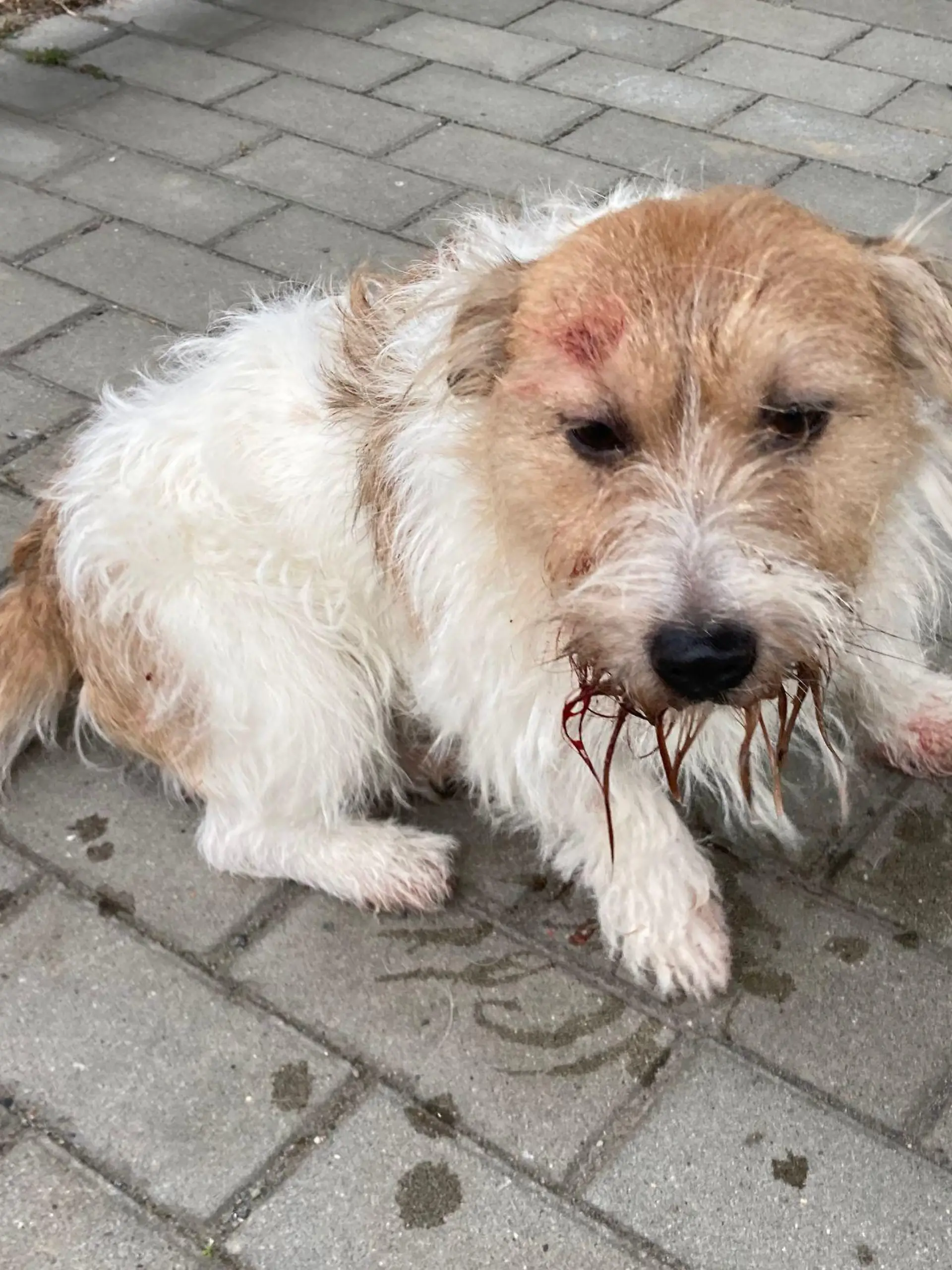 Hund misshandelt! Polizei Leipzig sucht Zeugen