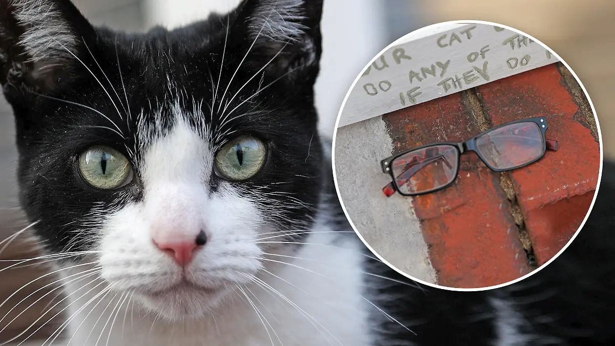 Kater Charlie und eine Lesebrille.