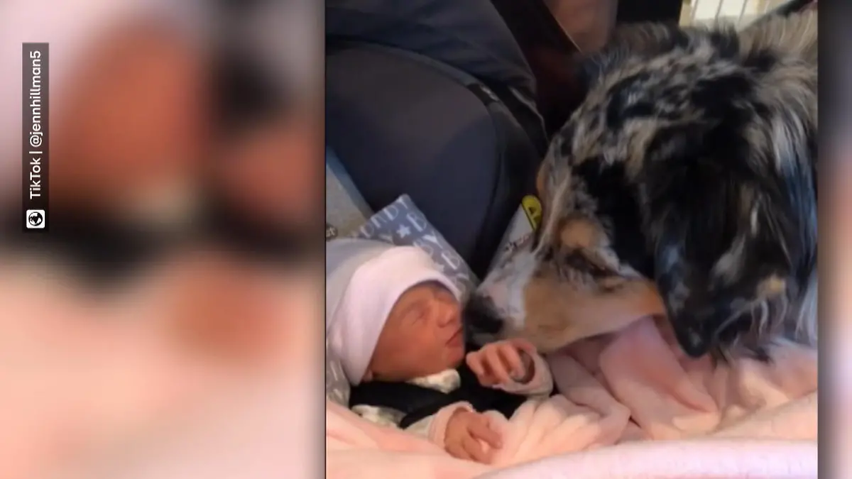 Hund beschnuppert neues Familienmitglied Bellen? Kleffen? Fehlanzeige!