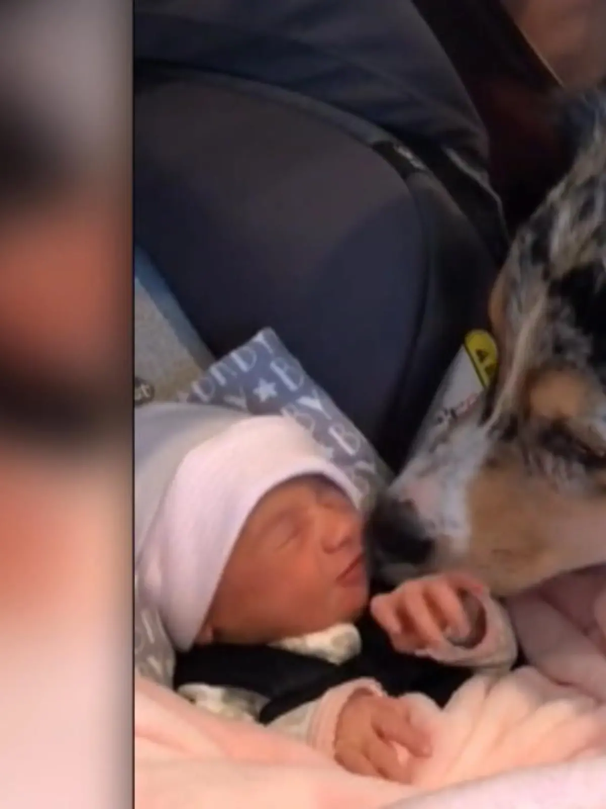 Wenn das nicht der Beginn einer wunderbaren Freundschaft ist! Und zwar zwischen Australian Shepherd und Baby.