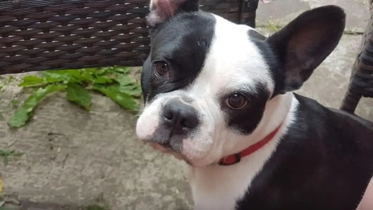 Frauchen findet Französische Bulldogge tot in Regentonne Zuvor wurde der Hund aus dem Garten