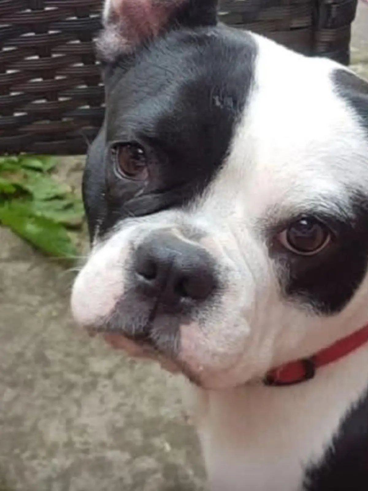 Die Französische Bulldogge wurde aus dem eigenen Garten von unbekannten Dieben geklaut