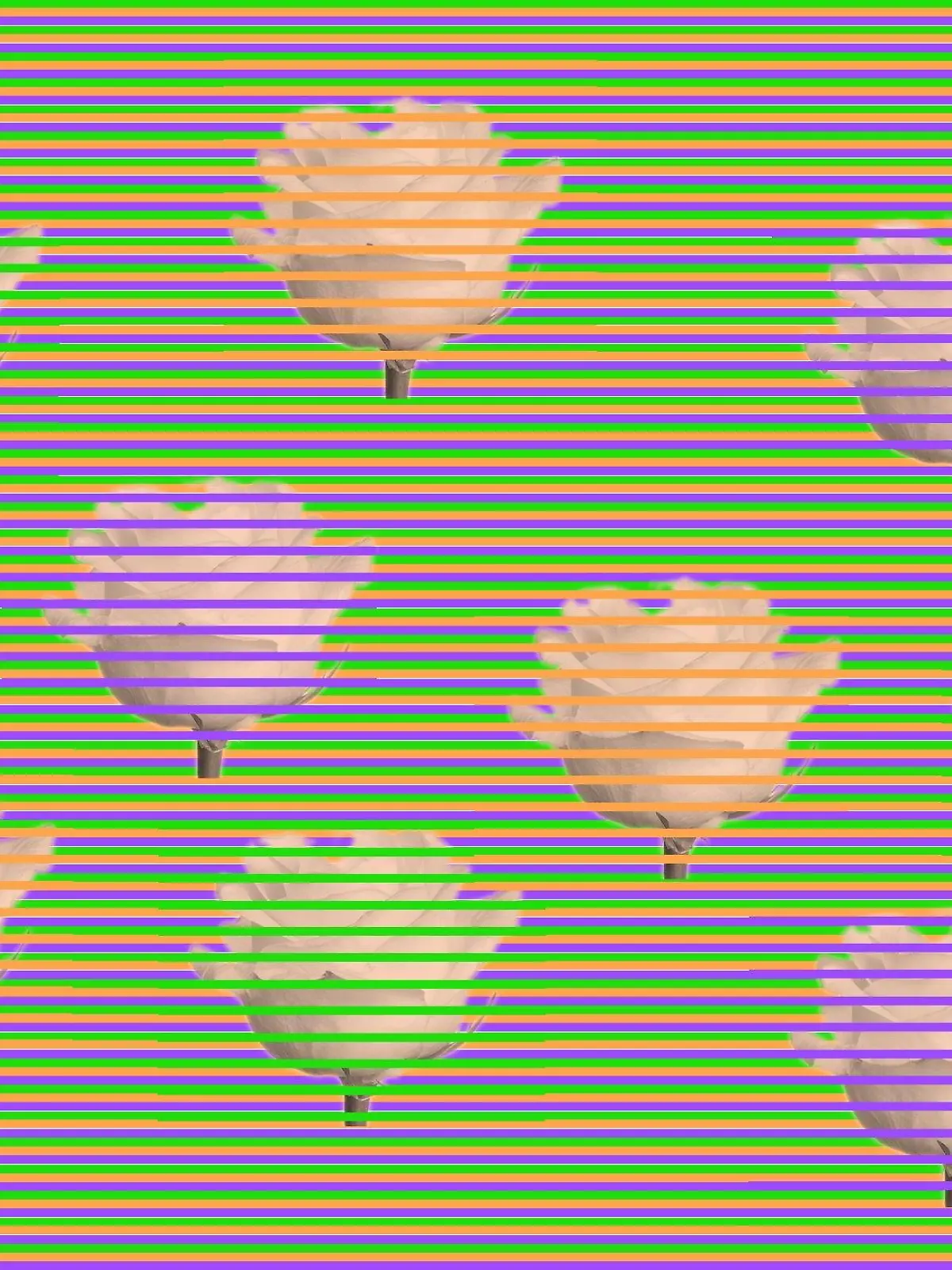 Optische Täuschung Rosen
