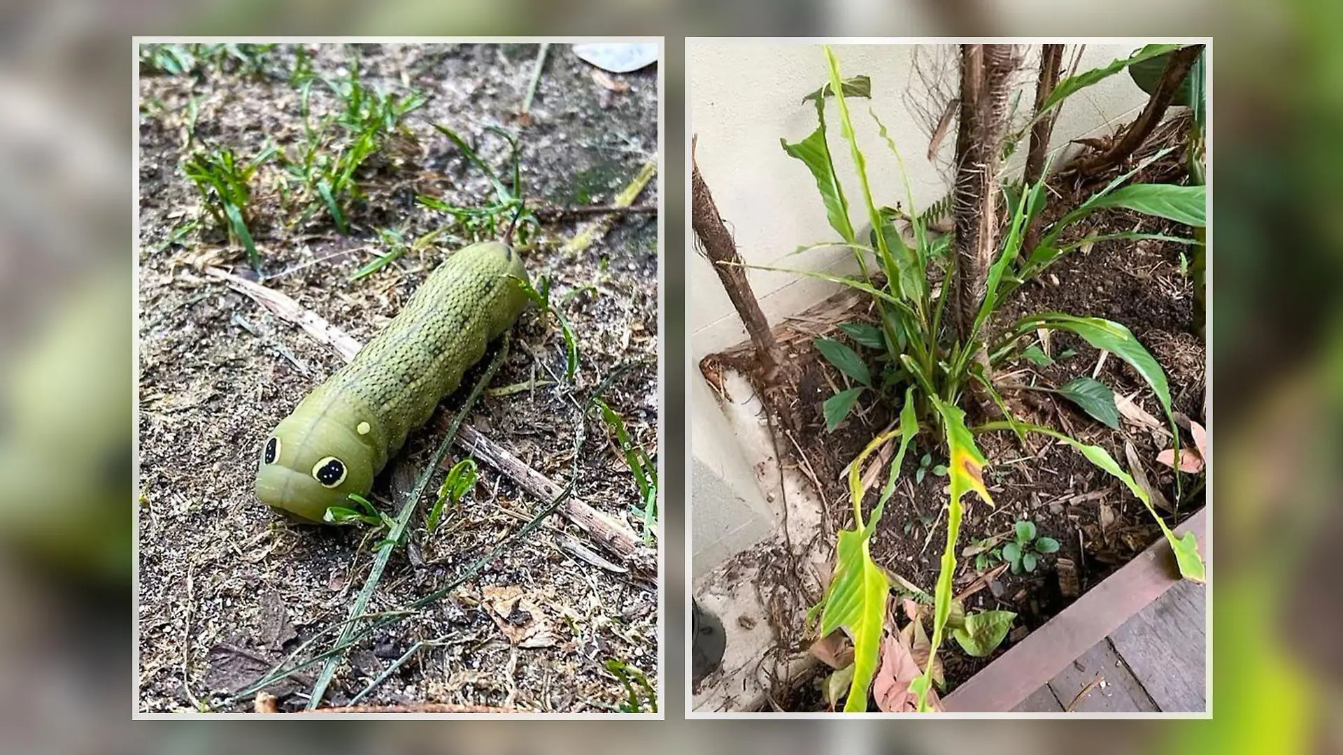 Eine Raupe mit großen "Augen" und eine zerfressene Pflanze.
