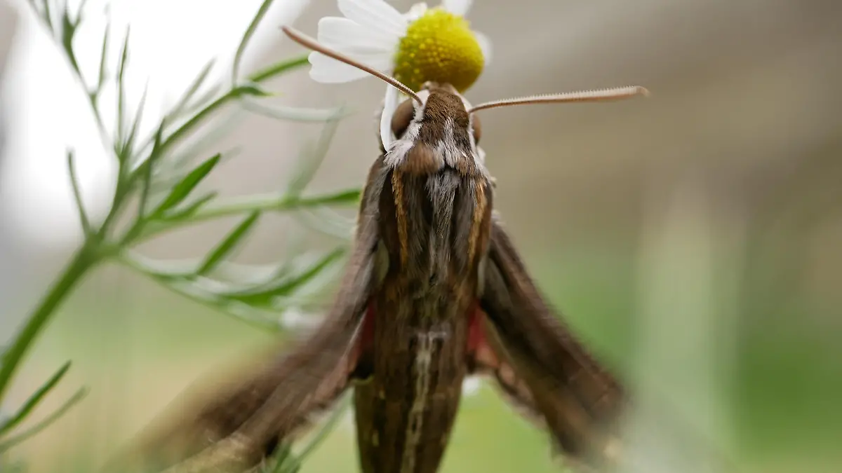 Silver-striped hawk-moth (Hippotion celerio), dorsal and ventral view, isolated on a white background. Silver-striped hawk-moth (Hippotion celerio), sits on a chamomile flower and waves its wings. Large butterflies in their natural habitat.