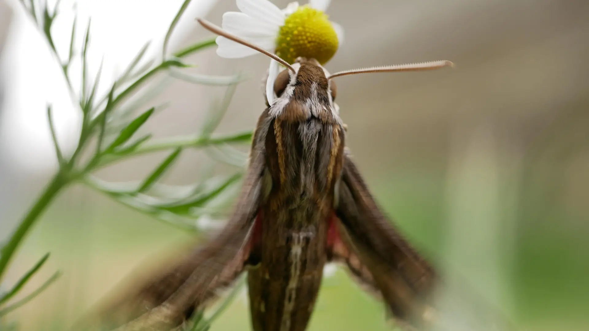 Silver-striped hawk-moth (Hippotion celerio), dorsal and ventral view, isolated on a white background. Silver-striped hawk-moth (Hippotion celerio), sits on a chamomile flower and waves its wings. Large butterflies in their natural habitat.