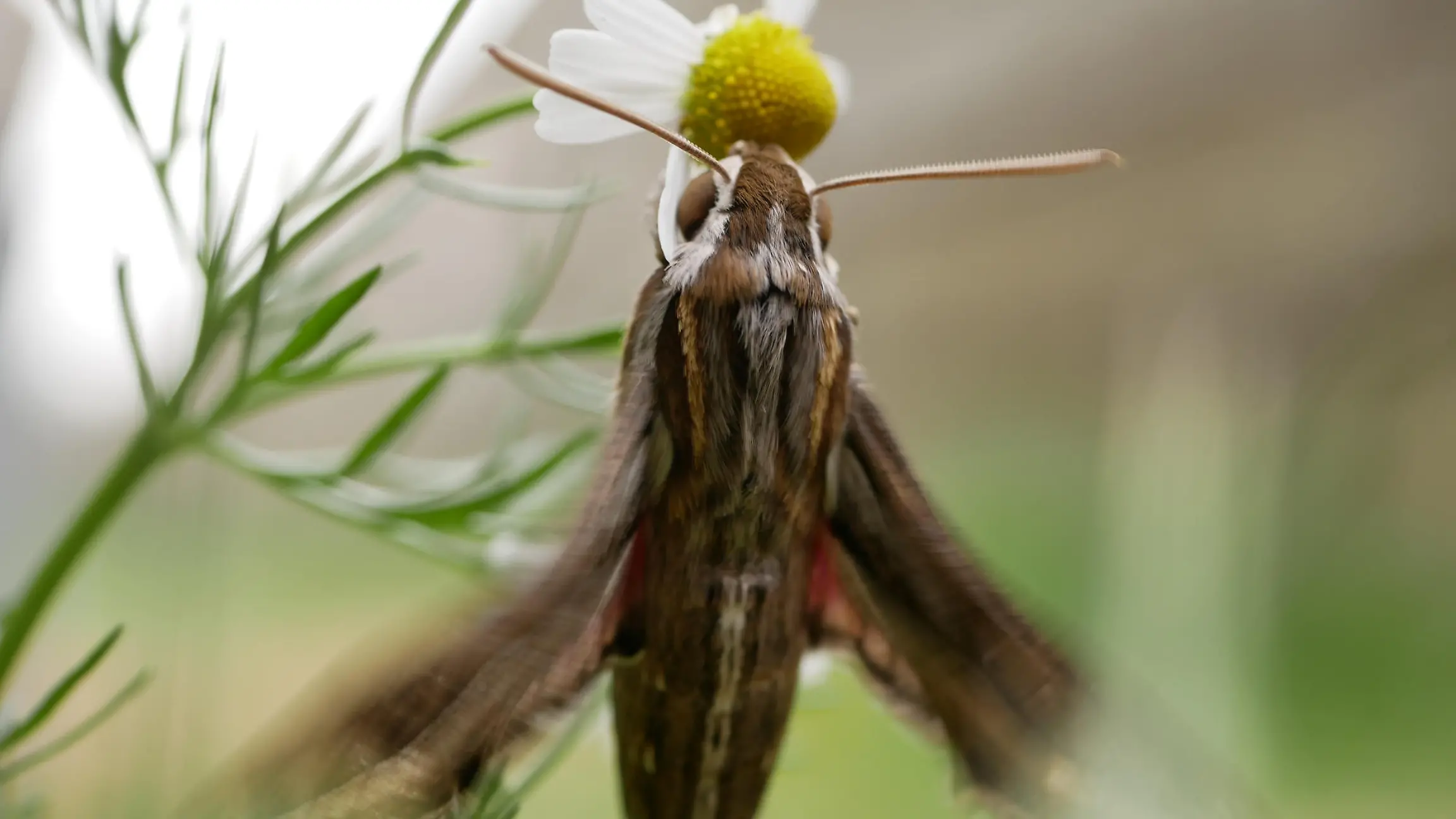 Silver-striped hawk-moth (Hippotion celerio), dorsal and ventral view, isolated on a white background. Silver-striped hawk-moth (Hippotion celerio), sits on a chamomile flower and waves its wings. Large butterflies in their natural habitat.