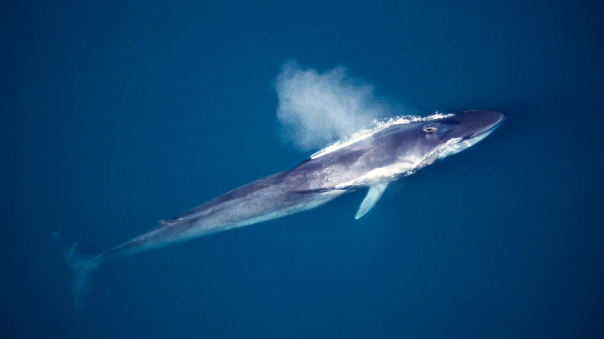 MEX, 2008: Finnwal (Balaenoptera physalus) atmet an der Wasseroberflaeche. Aus der Luft gesehen. [en] Fin Whale, Finback Whale, Common Rorqual (Balaenoptera physalus). Aerial view of adult at surface, spouting or blowing. | MEX, 2008: Fin Whale, Finback Whale, Common Rorqual (Balaenoptera physalus). Aerial view of adult at surface, spouting or blowing.