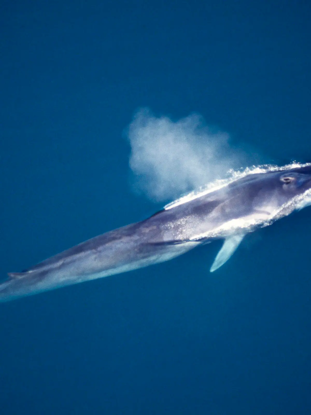 MEX, 2008: Finnwal (Balaenoptera physalus) atmet an der Wasseroberflaeche. Aus der Luft gesehen. [en] Fin Whale, Finback Whale, Common Rorqual (Balaenoptera physalus). Aerial view of adult at surface, spouting or blowing. | MEX, 2008: Fin Whale, Finback Whale, Common Rorqual (Balaenoptera physalus). Aerial view of adult at surface, spouting or blowing.