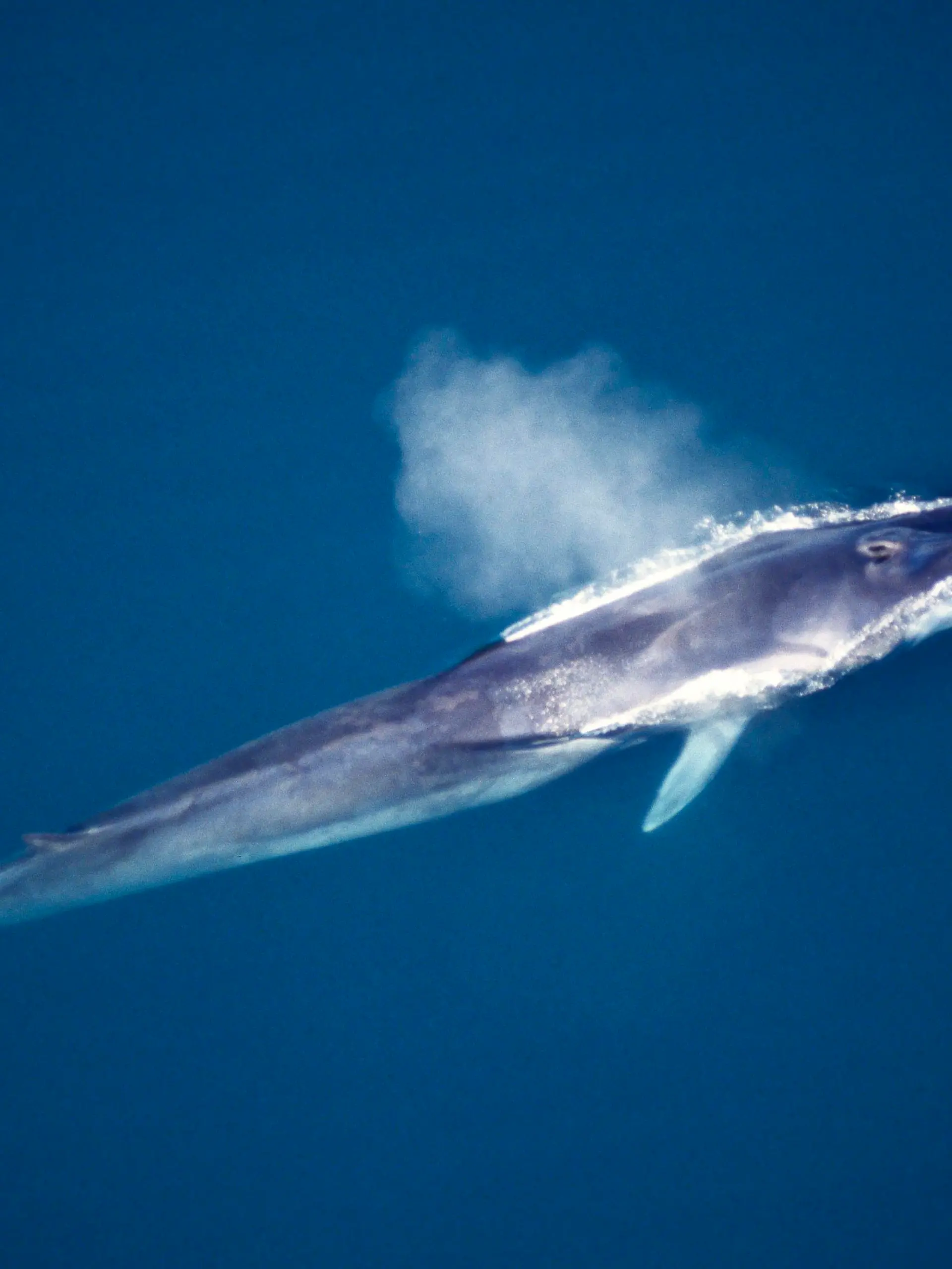 MEX, 2008: Finnwal (Balaenoptera physalus) atmet an der Wasseroberflaeche. Aus der Luft gesehen. [en] Fin Whale, Finback Whale, Common Rorqual (Balaenoptera physalus). Aerial view of adult at surface, spouting or blowing. | MEX, 2008: Fin Whale, Finback Whale, Common Rorqual (Balaenoptera physalus). Aerial view of adult at surface, spouting or blowing.