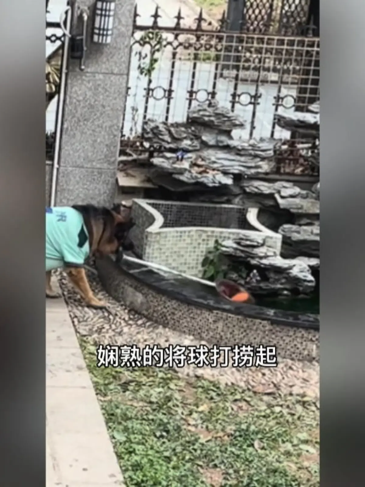 In Shenzhen (China) schützt ein Hund erst einen Jungen vor dem möglichen Ertrinken, danach holt er den Ball mit einem Netz aus dem Wasser.