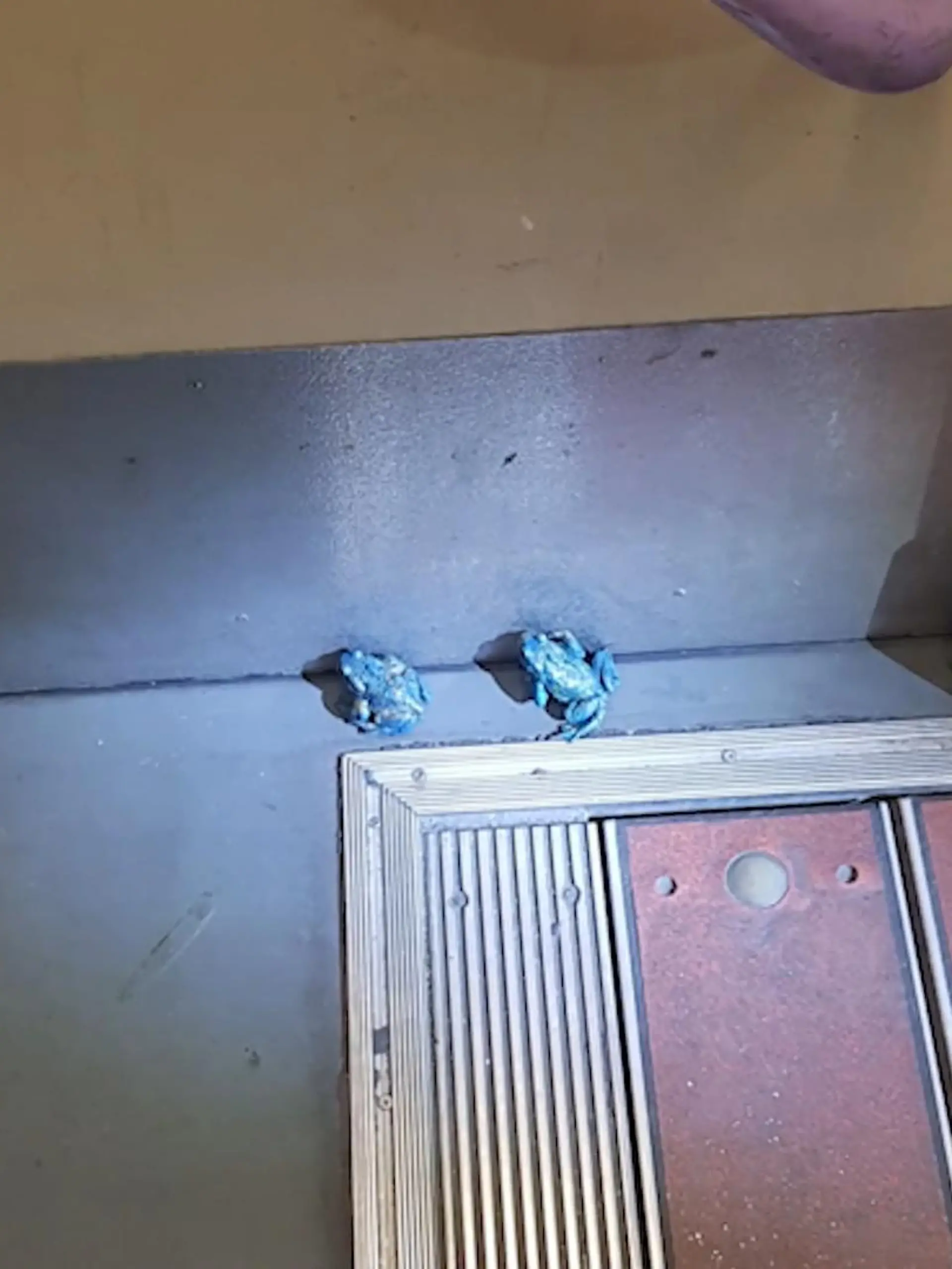 Bild zu: "Blaue Frösche in Straßenbahn"