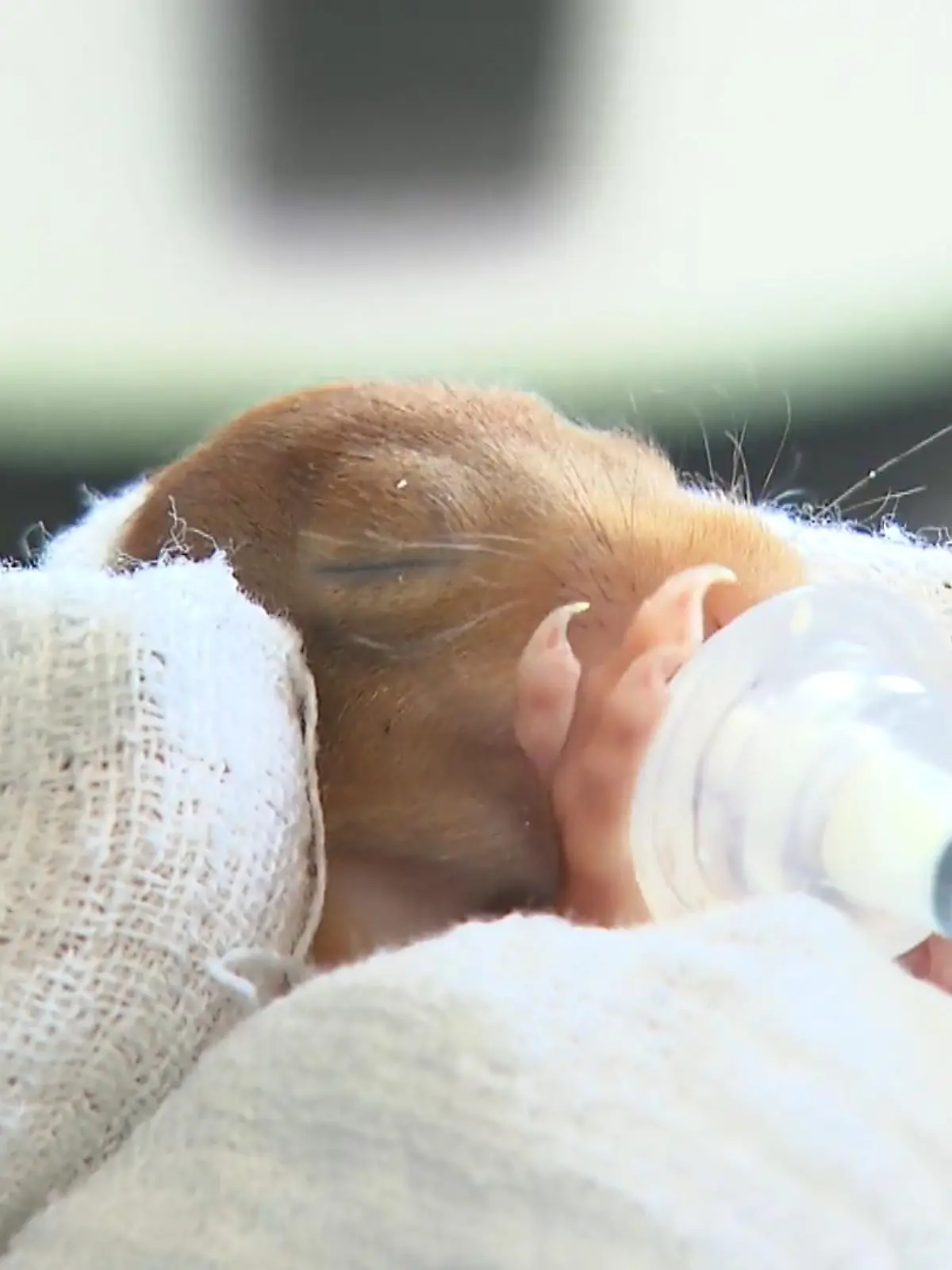 In Offenbach gibt es die Wildtierauffangstation von Tanja Schäfer. Dort hat sie es sich zur Aufgabe gemacht, Eichhörnchen-Babys aufzupäppeln. Wie sie die insgesamt neun kleine Eichhörnchen dort versorgt, sehen Sie im Video.