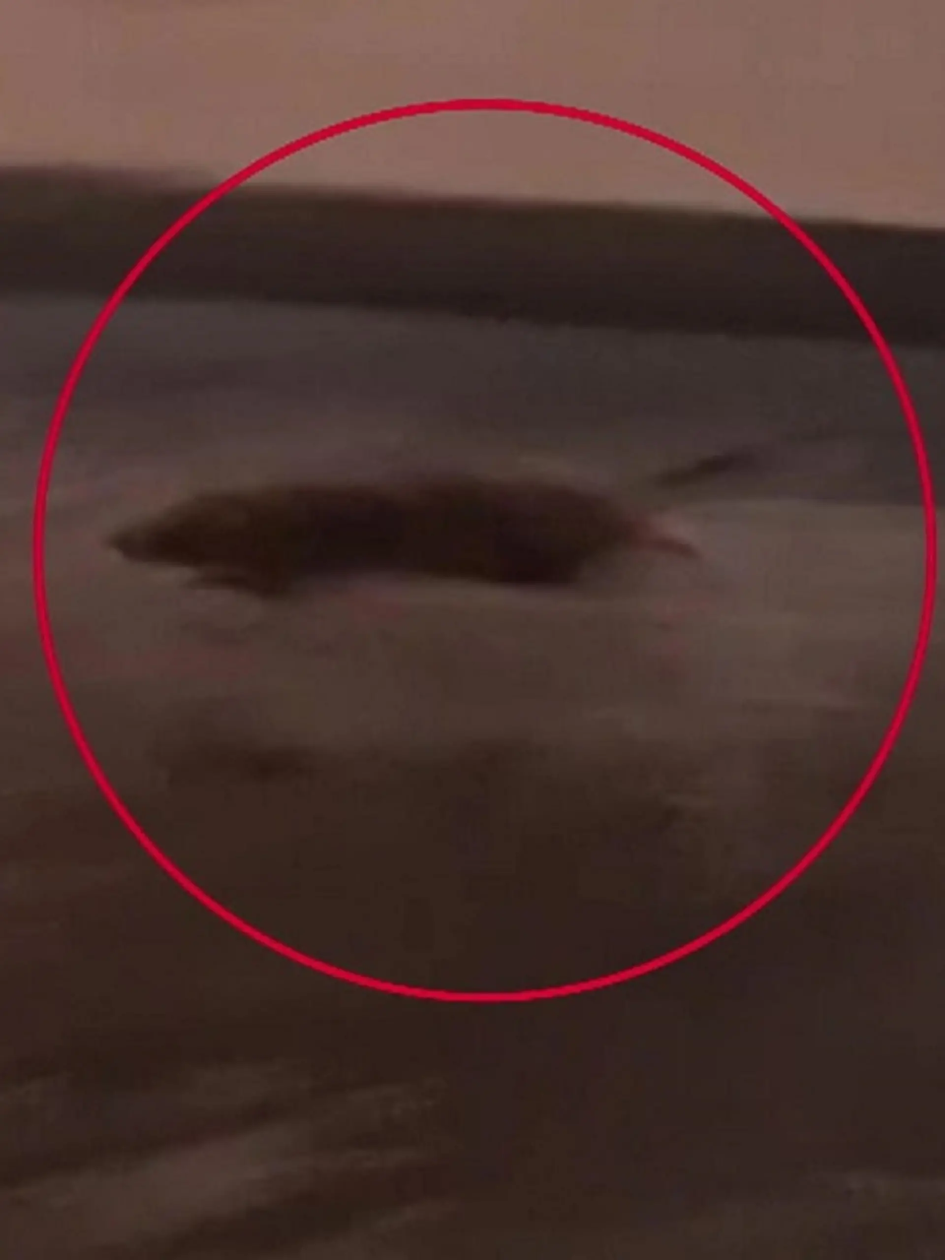 Ratte