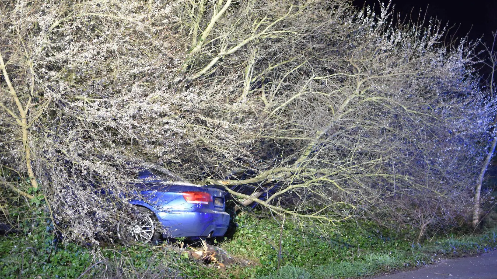 In diesem Gebüsch hat der Fahrer sich aus dem Fenster der Fahrerseite befreit, um zu fliehen. / Foto: 5vision