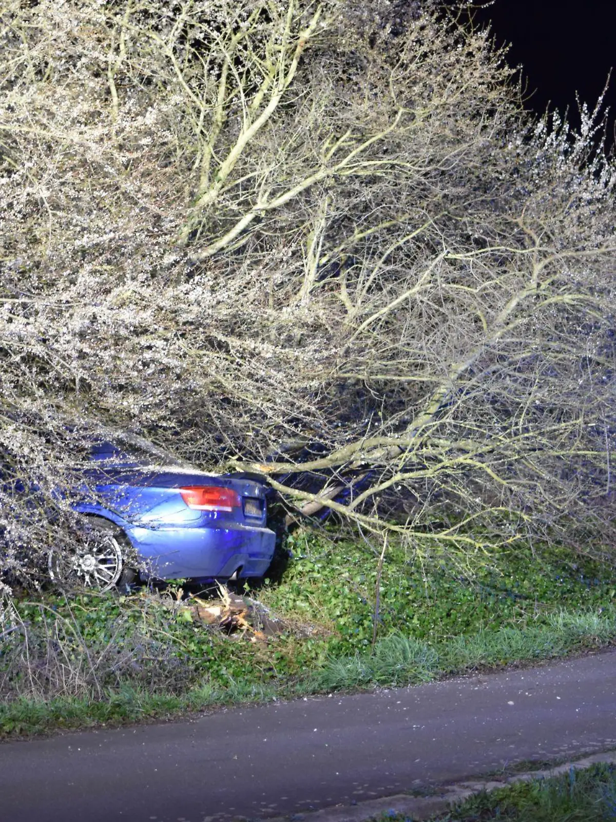 In diesem Gebüsch hat der Fahrer sich aus dem Fenster der Fahrerseite befreit, um zu fliehen. / Foto: 5vision