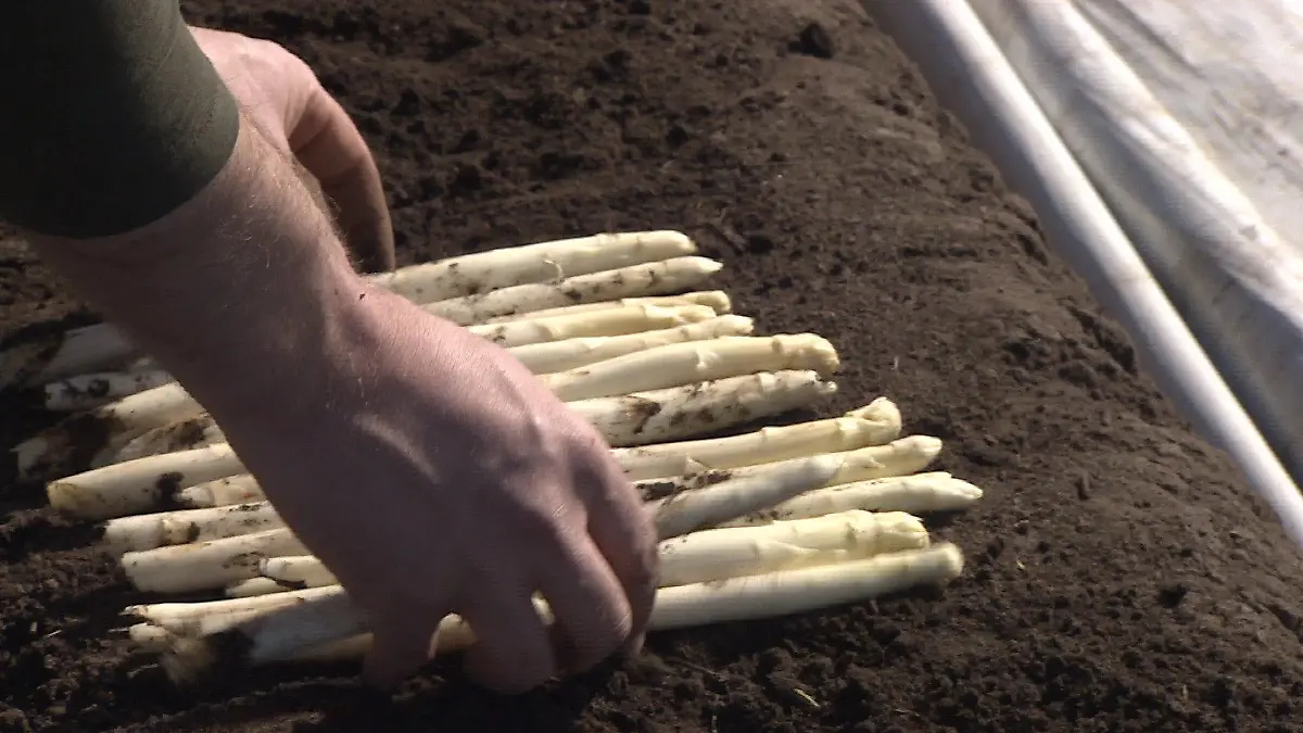 Die Ernte beginnt 2022 besonders früh.