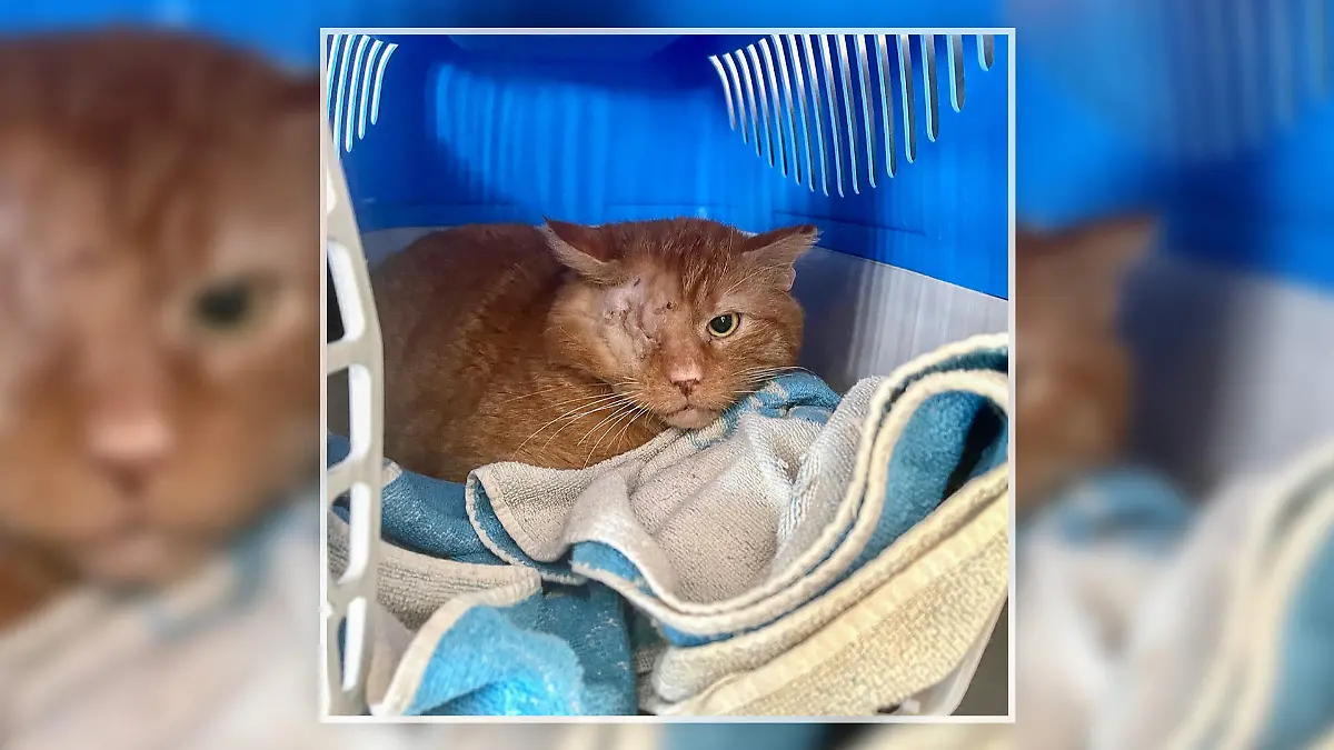 Katze mit verletztem Auge.