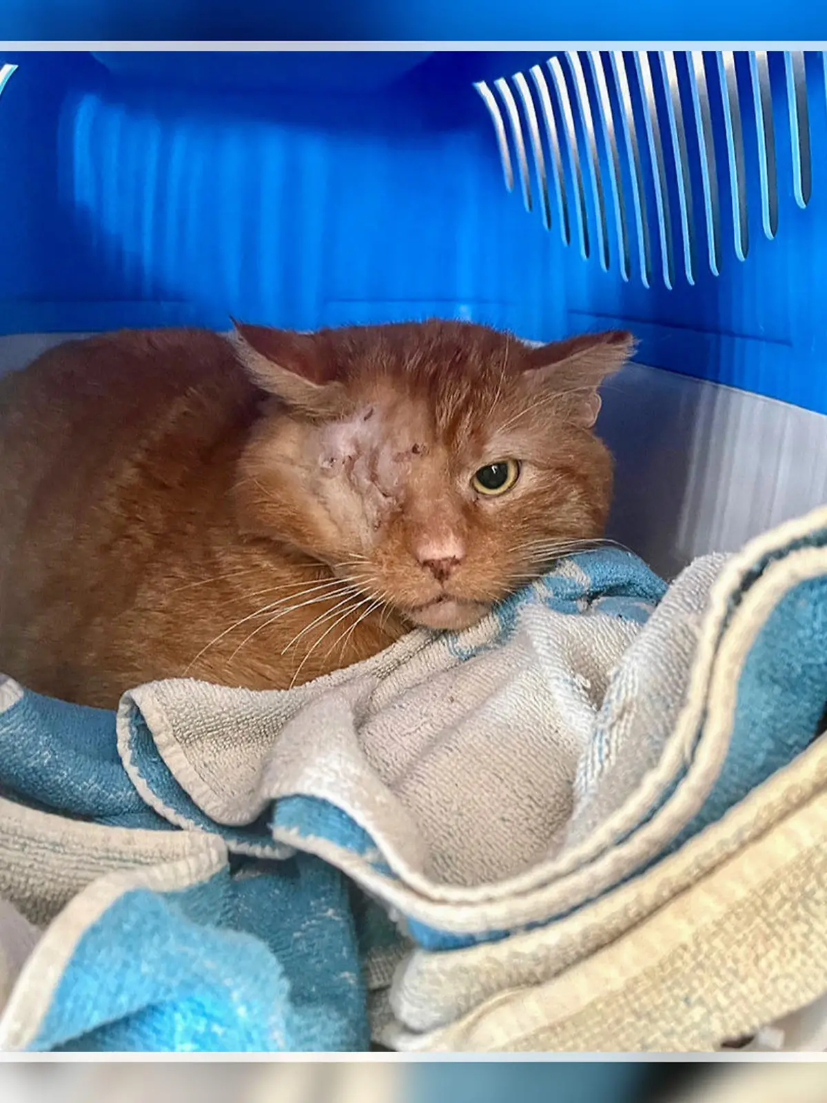 Katze mit verletztem Auge.