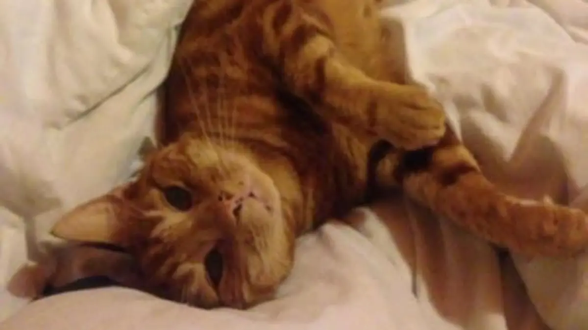 Kater Nigel liegt im Bett