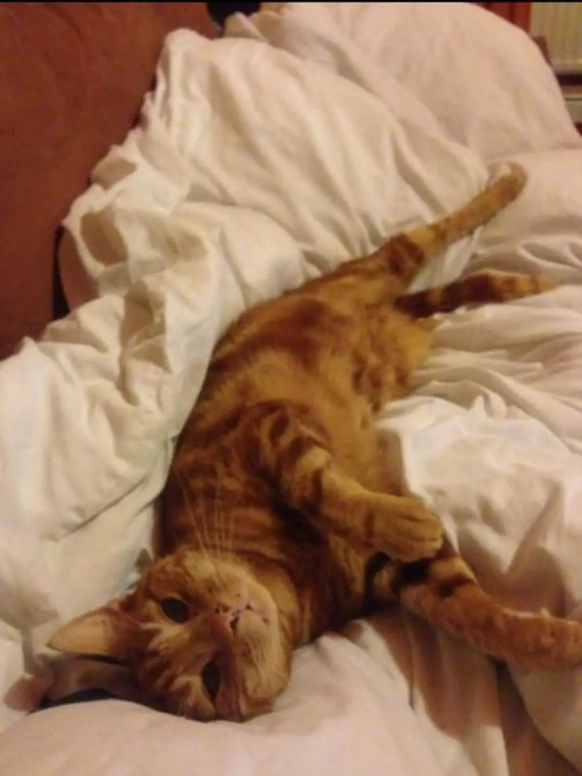 Kater Nigel liegt im Bett