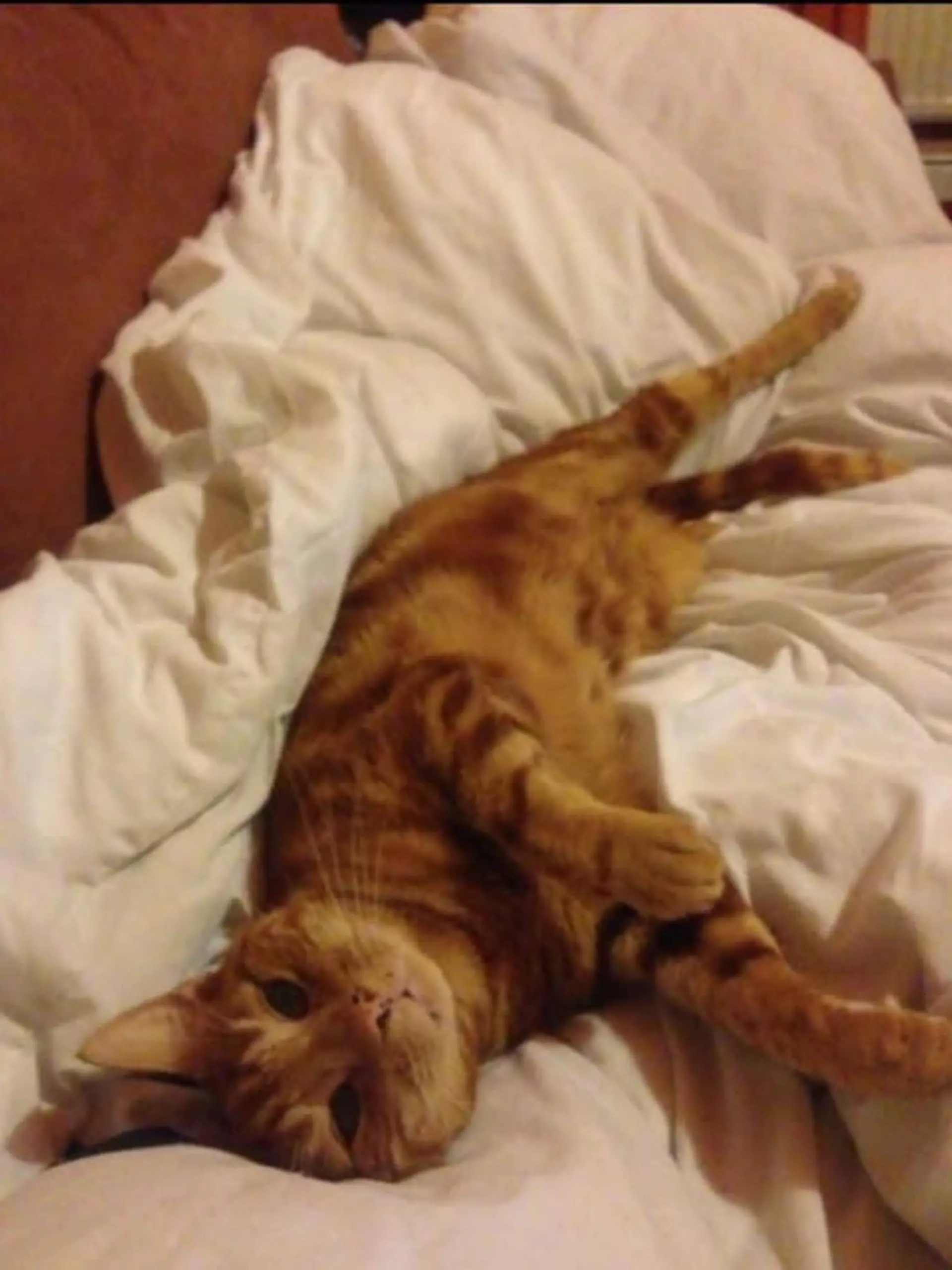 Kater Nigel liegt im Bett
