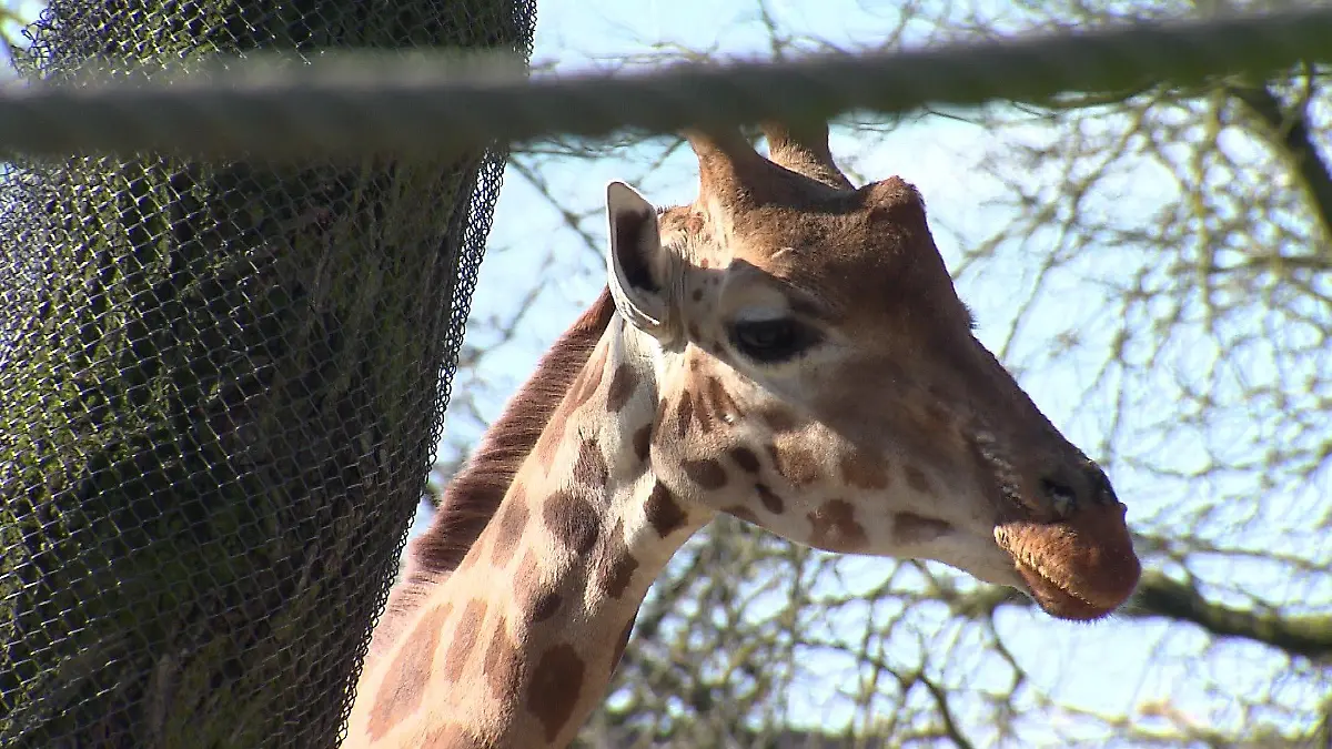 Unter der Leitung von Christina Geiger sollen die Giraffen bald zusammen mit den Zebras in einem Gehege leben.